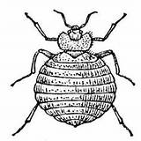 Bedbug Coloring Below Printable Click sketch template
