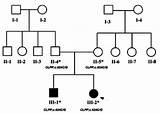 Pedigree Recessive Autosomal Inheritance Affected Individuals Genotypes sketch template