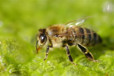 file    honey bee honigbiene apis mellificajpg