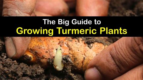 growing turmeric plants hands  tips  planting turmeric