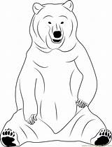 Bear Coloring Sitting Pages Coloringpages101 Designlooter 05kb Pdf sketch template