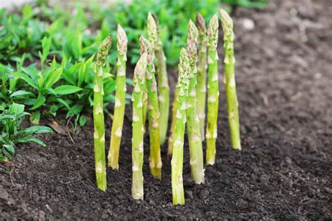 asparagus growing calendar