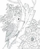 Coloring Pages Bird Birds State Flowers Drawing Getcolorings Printable Getdrawings sketch template