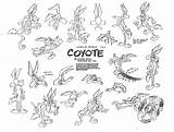 Coyote Wile Model Sheet Deviantart Guibor Sheets Ver Looney Tunes Drawing Character Cartoon Drawings Characters Sketches Disney Toons Easy Runner sketch template