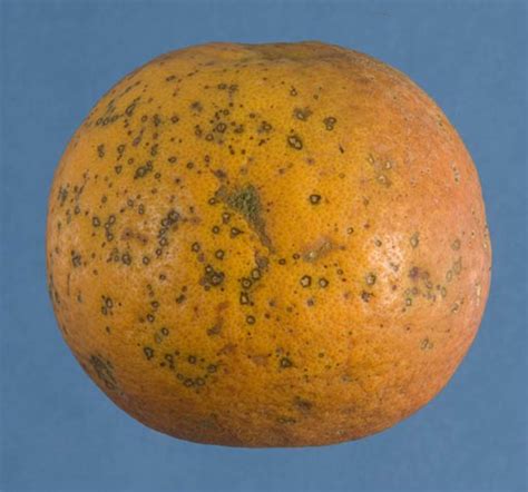 citrus black spot pest data sheet agriculture  food