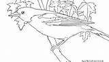 Coloring Oriole Bird Pages Orioles Printable Color Birds Online sketch template