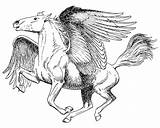Pegasus Coloring Mythology Aripi Colorat Planse Mythologie Cavalo Pegasos Clopotel Fairy Kepala Kuda Cavalos Mythological Animale Fise Himmelfahrt sketch template