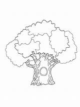 Coloring Pages Trees Tree Printable Contains Deciduous Coniferous Fruit Section Both Mycoloring sketch template