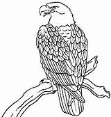 Coloring Eagle Bald Online sketch template