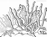 Coloring Pages Seahorses Seahorse Starfish Two Sea Colouring Horse Sheets Adult Underwater Realistic Xcolorings Printable Kids Animals Animal 149k 1200px sketch template