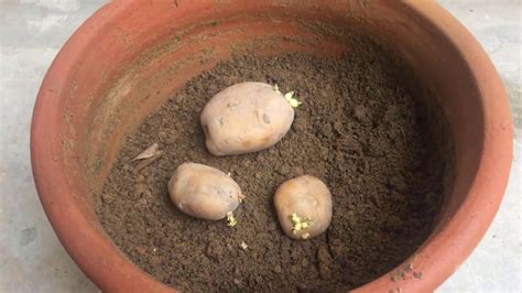 grow  potato   pot botany science experiment  kids