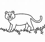 Pantera Colorear Panthera Panteras Desenho Disegno Dibuix Stampare Acolore Dibuixos Imagui sketch template