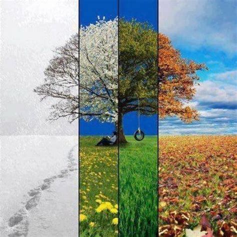 tree   seasons combined   picture rnatureisfuckinglit