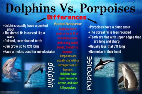 Dolphin Vs Porpoise Postermywall