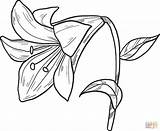 Lily Coloring Pages Printable Lilies Supercoloring Categories sketch template
