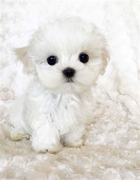 micro teacup maltese puppy xxs perfect billy iheartteacups