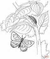 Coloring Butterfly Pages Tree Caterpillar Flying Colorings sketch template