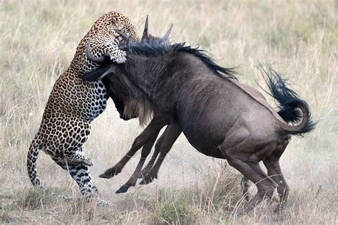 Photos Show Dramatic Fight Back By Wildebeests As A Leopard Fails In
