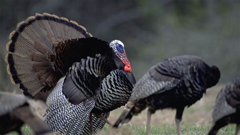 when is turkey breeding season find out when turkeys mate