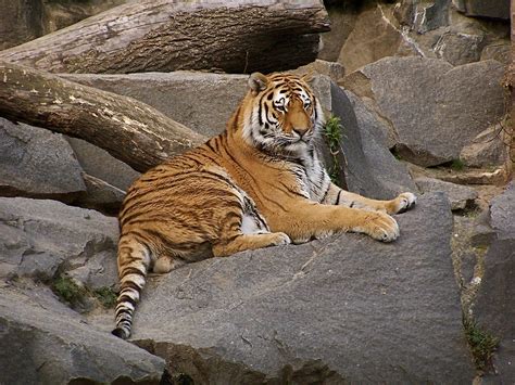 screensaver tiger picture  edison fletcher    tiger