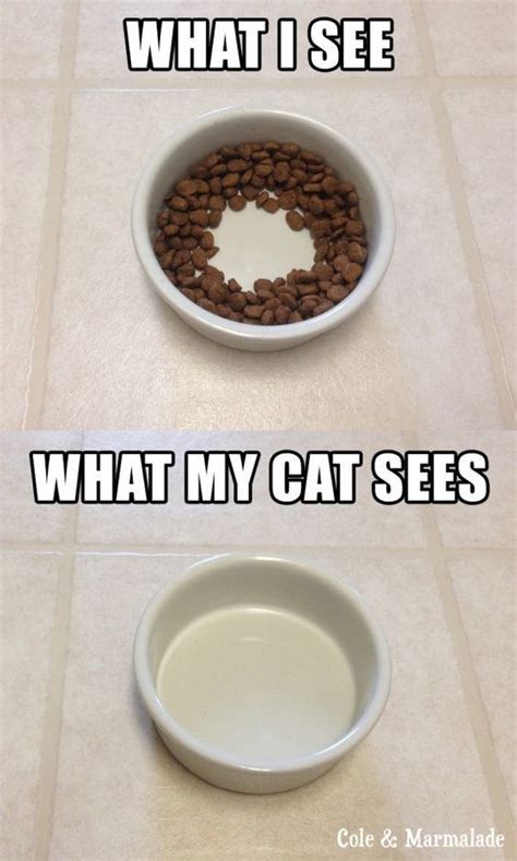 eighteen cats obsessed   food bowl memes cat food bowl