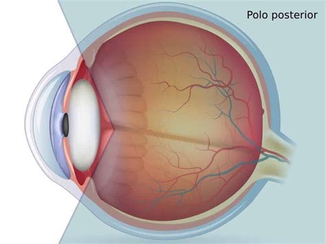 es el polo posterior del ojo area oftalmologica