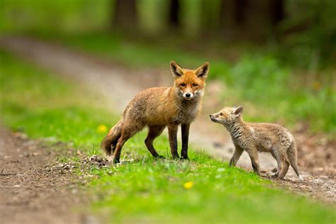 About Foxes • Mspca Angell
