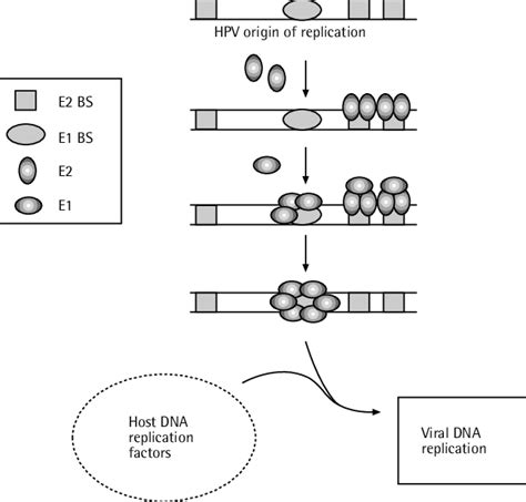 hpv e1 and e2 protein functions in viral dna replication download