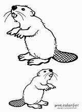 Beavers Coloring Pages Two Beaver Print Might Printcolorfun Fun sketch template