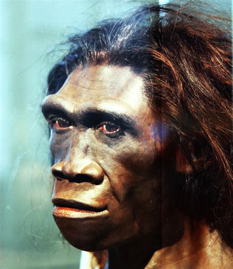 homo erectus adult female head model smithsonian museu