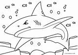 Haie Malvorlage Blauhai Hammerhai Cool2bkids Tolle sketch template