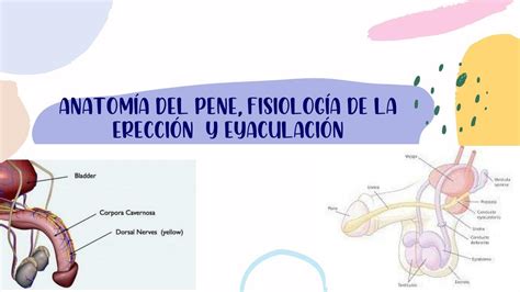 Anatomía Del Pene Fisiología De La Erección Y Eyaculación Udocz