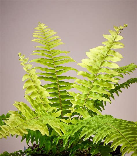 golden fern buy house plants easy plants indoor plants