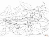 Coloring Lizard Pages Basilisk Collared Lézard Toad Library Clipart Sand Super Line Choose Board Comments sketch template