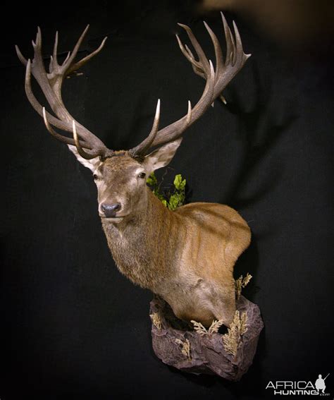 red stag wall pedestal mount taxidermy hunting