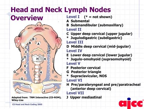 diagram diagram  lymph nodes head mydiagramonline