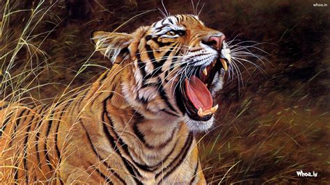tiger roaring wallpapers wallpaper cave