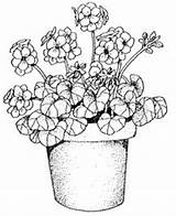 Coloring Pages Geranium Template sketch template