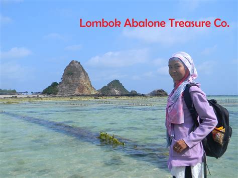 Lombok Abalone Treasure Company Sistem Budidaya Lombok