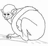 Squirrel Ardilla Totenkopfaffe Ausmalbilder Monkeys Woolly Saimiri Mammals Categorieën sketch template