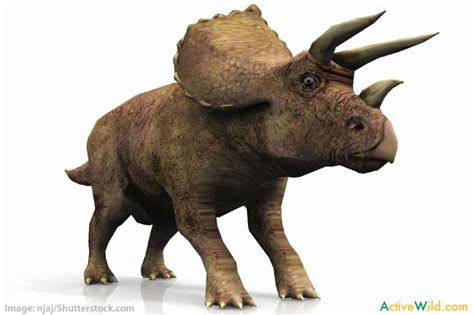 triceratops facts  kids students adults information pictures