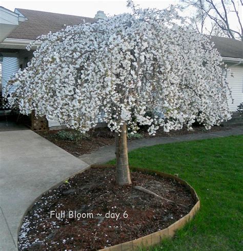 Weeping Cherry Tree Landscaping Trees Garden Trees