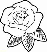 Coloring Rose Bush Pages Getcolorings Now sketch template
