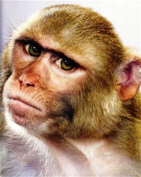rhesus macaque monkey  florida