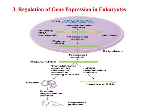 ppt regulation of gene expression powerpoint presentation id 5134222