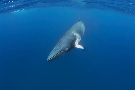 minke whale guide species facts diet      minke