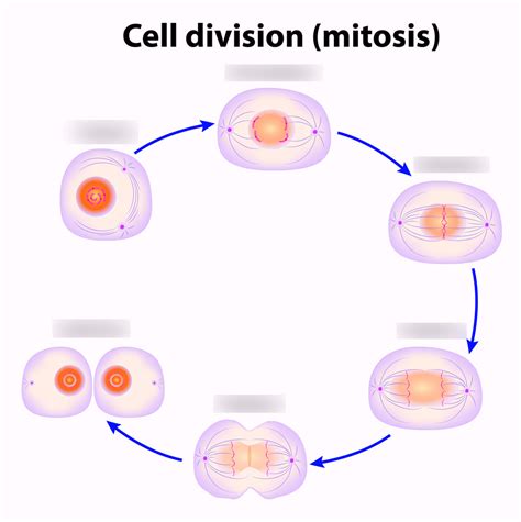 metaphase  mitosis