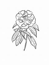 Camellia sketch template