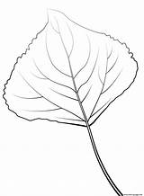 Poplar Leaf Lombardy sketch template