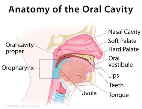 oral cavity proper